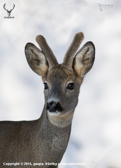 (Capreolus capreolus)