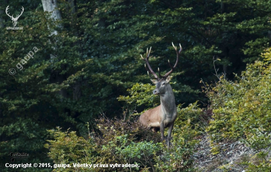 (Cervus elaphus)