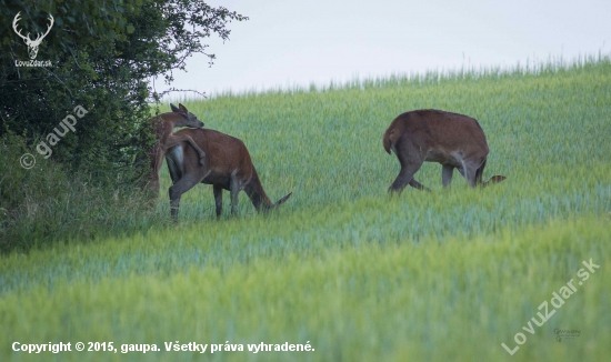 pekne ,krasne za maminou