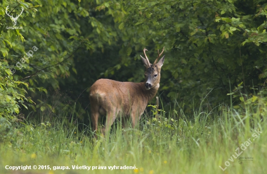 (Capreolus capreolus)