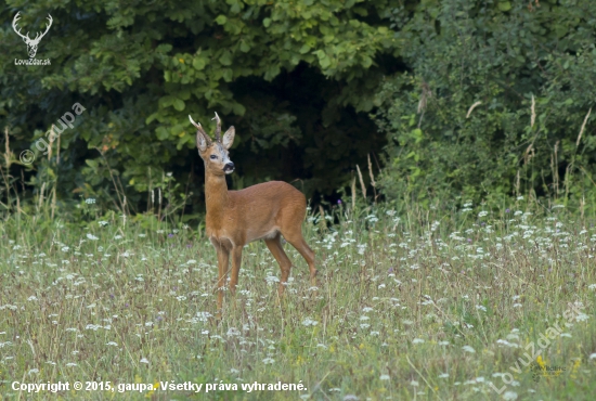 (Capreolus capreolus)