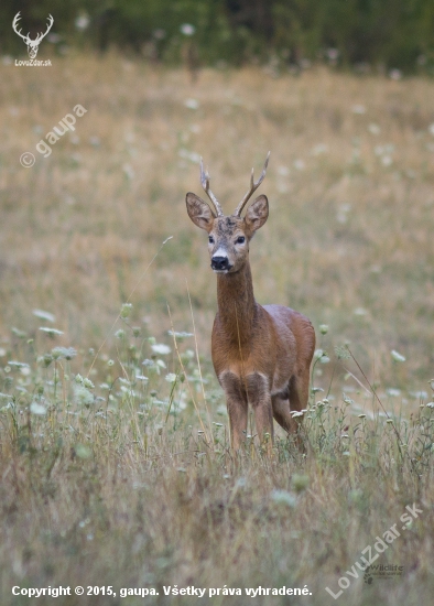 (Capreolus capreolus)