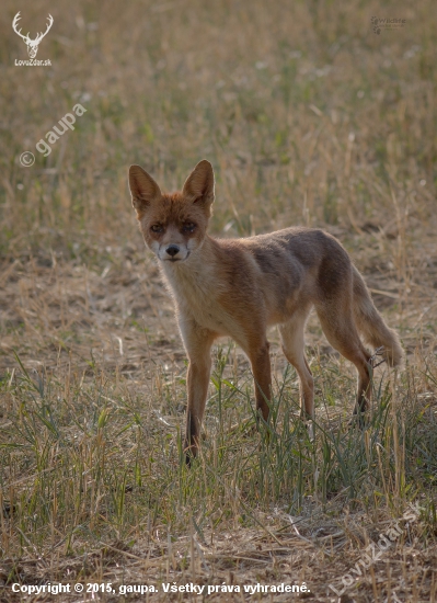 (Vulpes vulpes)