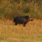 Kanček na strnisku