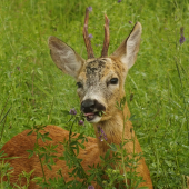 Na lucerke