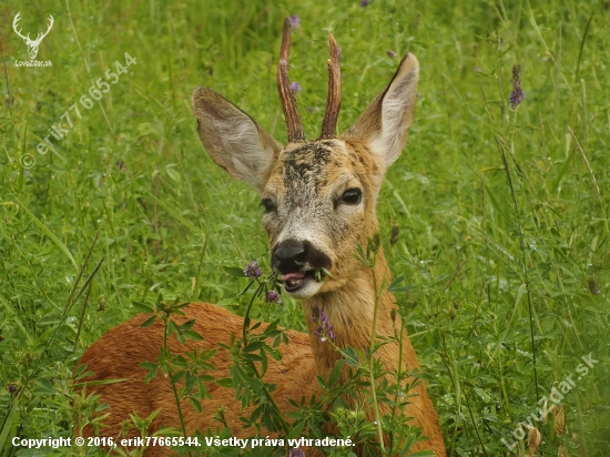 Na lucerke