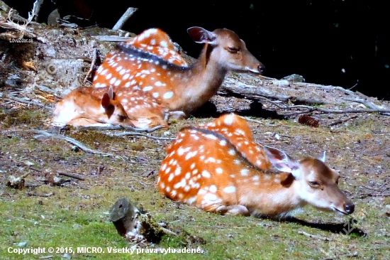 siesta