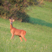 Srnčia ruja 2015