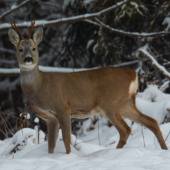 Srnec lesný (Capreolus capreolus)