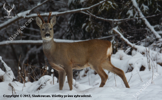 Srnec lesný (Capreolus capreolus)