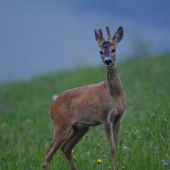 Lykáč