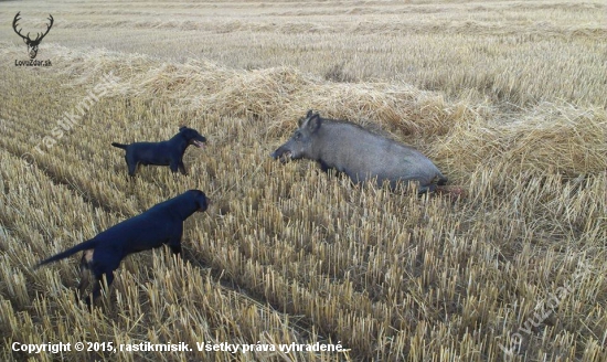 jorta (aida) z hrachovskeho vrsku a kamosov jagdterrier