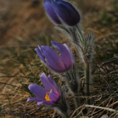 Poniklec veľkokvetý (Pulsatilla grandis Wender.)