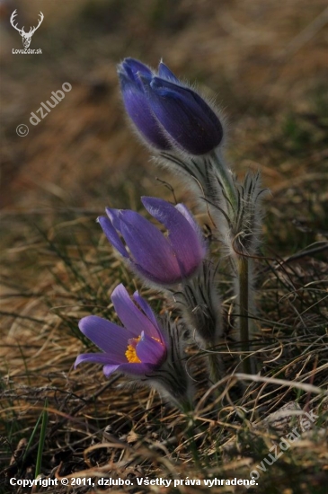 Poniklec veľkokvetý (Pulsatilla grandis Wender.)