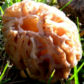 Smrčok Morchella sp.