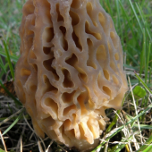 Smrčok Morchella sp.