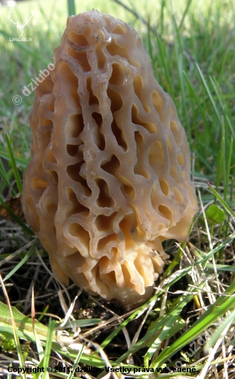 Smrčok Morchella sp.