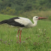 Ciconia ciconia