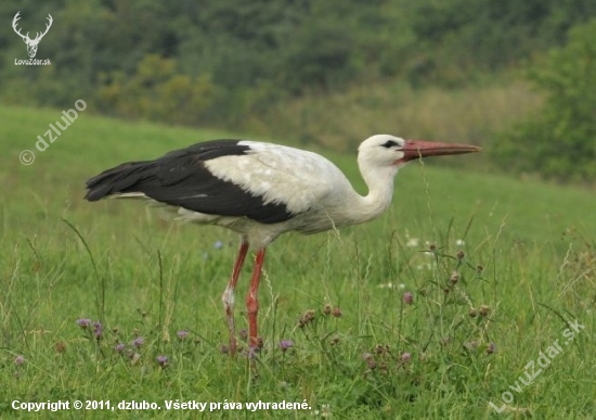 Ciconia ciconia