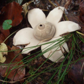 HVIEZDOVKA VAKOVITÁ -  Geastrum saccatum