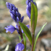 Horčinka obyčajná Polygala vulgaris L.