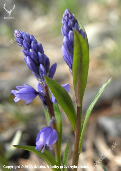 Horčinka obyčajná Polygala vulgaris L.