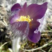 Poniklec slovenský - Pulsatilla slavica