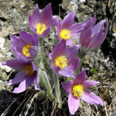 Poniklec slovenský - Pulsatilla slavica