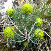 Mliečnik chvojkový /Tithymalus cyparissias