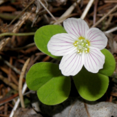 Kyslička obyčajná  - Oxalis acetosella L.