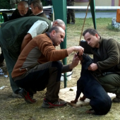 Z klubovej výstavy slovenského kopova