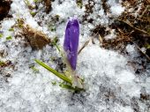 Crocus discolor