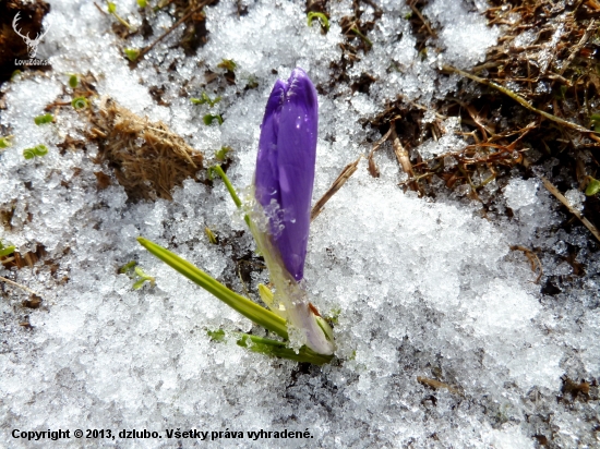 Crocus discolor