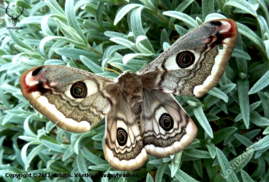 OKÁŇ MENŠÍ - Saturnia pavonia