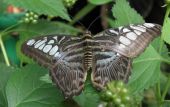 PAPILIO POLYTES