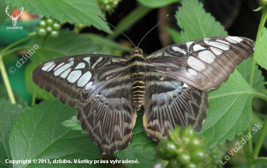 PAPILIO POLYTES