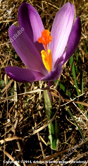 CROCUS DISCOLOR