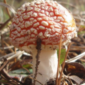 AMANITA MUSCARIA - Muchotrávka červená