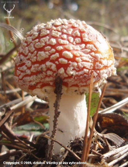 AMANITA MUSCARIA - Muchotrávka červená