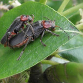 Snehuľčík obyčajný (Cantharis rustica)