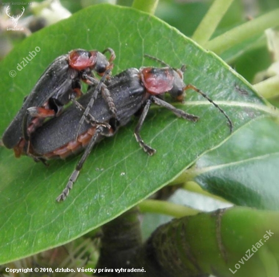 Snehuľčík obyčajný (Cantharis rustica)