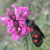 VRETIENKA OBYČAJNÁ- Zygaena filipendulae.