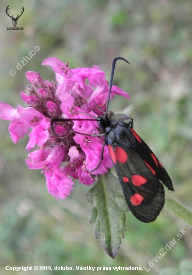 VRETIENKA OBYČAJNÁ- Zygaena filipendulae.