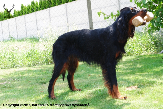 ALILA of Black Tan Setters , 11 months