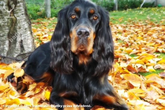 ALILA of Black Tan Setters , 14 months