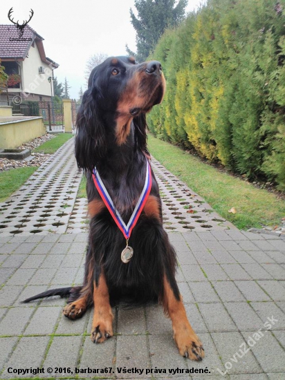 Alila of Black Tan Setters