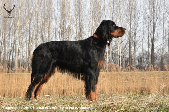 Alila of Black Tan Setters