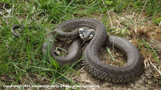 Užovka obojková (Natrix natrix)