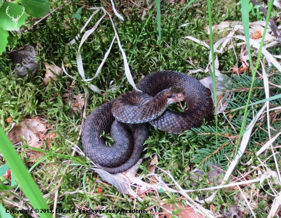 Vretenica severná(Vipera berus)