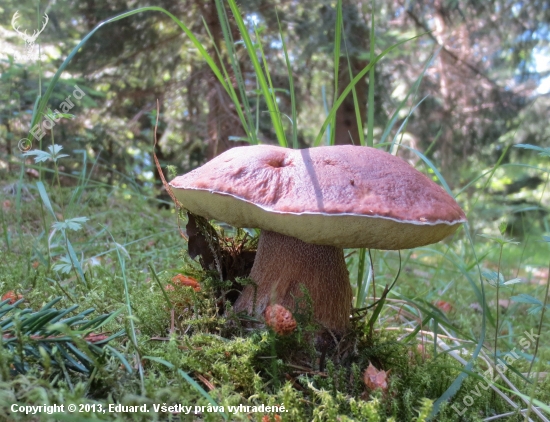 Hríb smrekový-Boletus edulis